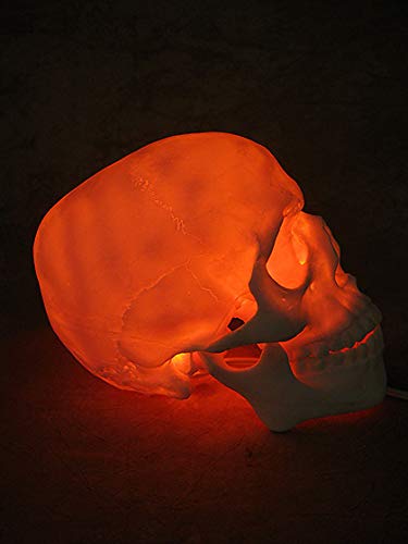 Lighted Two Piece Skull Display