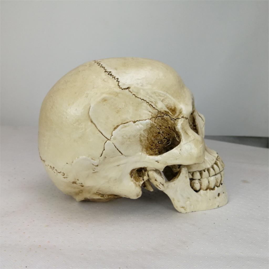 Halloween Home Decoration Decorative Craft Skull 22x15x17CM
