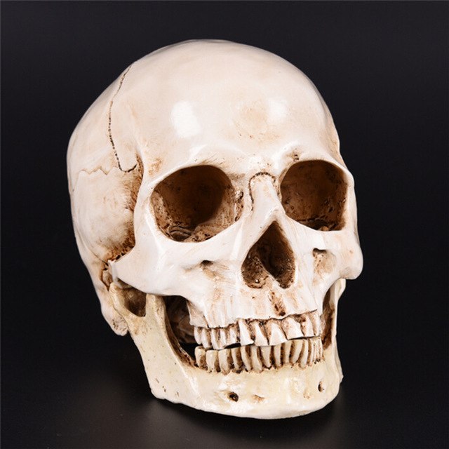 Human Head Resin Replica Medical Model Lifesize