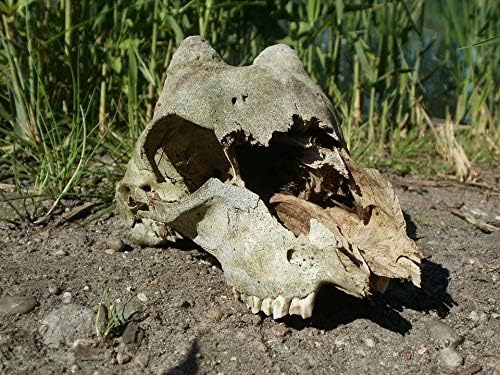 Home Comforts Cervidae Dead Skull Teeth Bone Deer Stag-20 Inch By 30 Inch Laminated Poster With Bright Colors And Vivid Imagery-Fits Perfectly In Many Attractive Frames