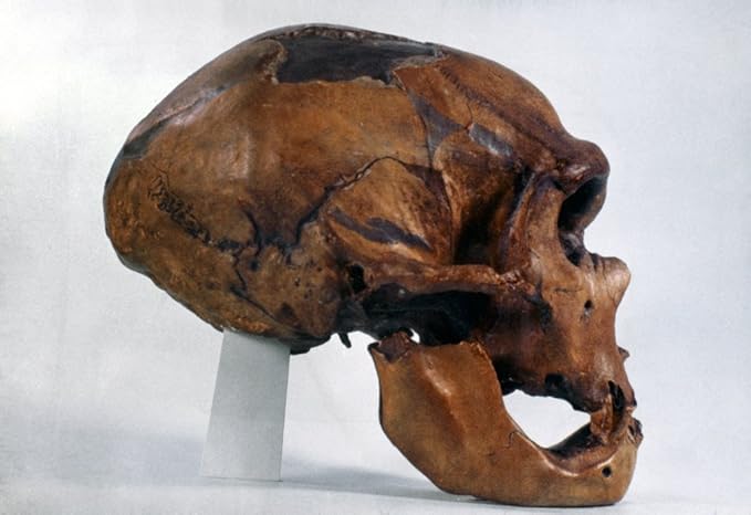 Neanderthal Skull Nlateral View Of Typical Neanderthal Skull From La Chapelle-Aux-Saints France Poster Print by (18 x 24)