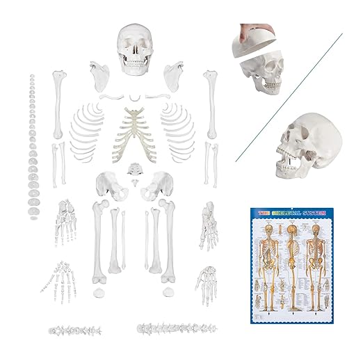 breesky Disarticulated Human Skeleton Model for Anatomy Life Sized Anatomical Model 23 Intervertebral Discs 3 Part Skull with Movable Jaw Articulated Hand & Foot Includes Colored Poster