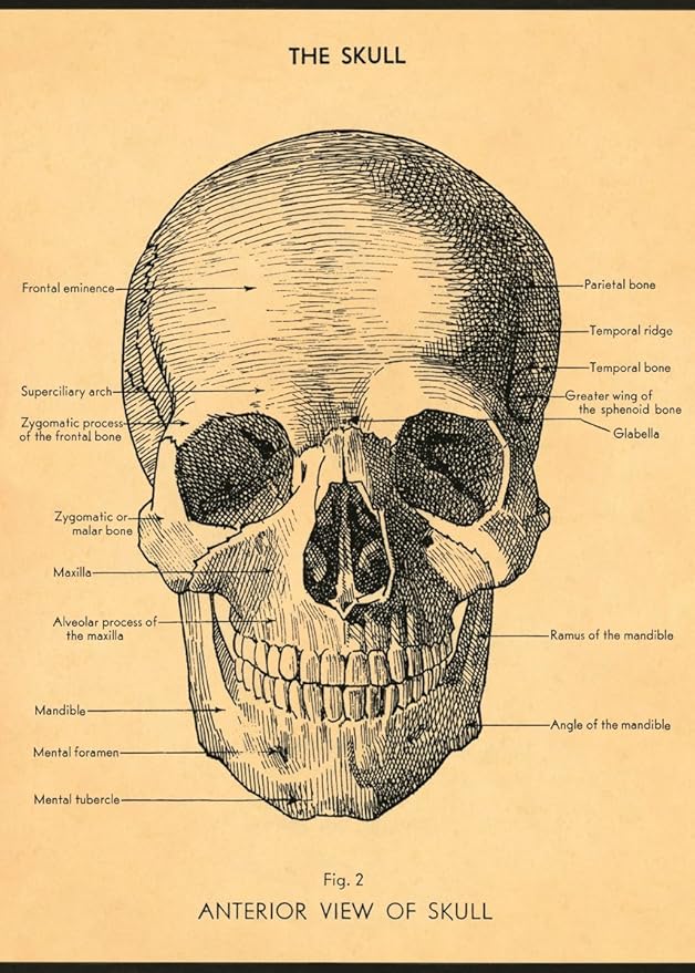 CAVANILLI & CO. Cavallini Decorative Wrap Poster, The Skull, 20 x 28 inch Italian Archival Paper (WRAP/SKULL)