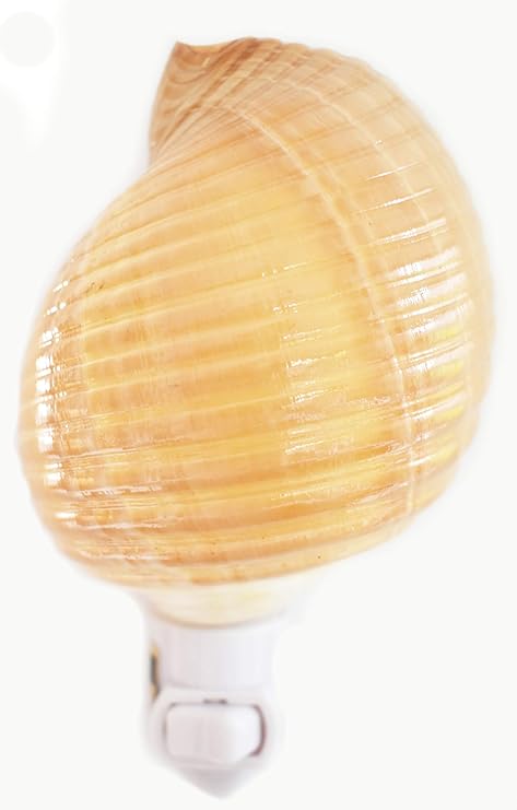 Seashell Night Light Real Tonna Cepa Shell Beach Decor w. on/Off Switch Beautiful Coastal Cottage