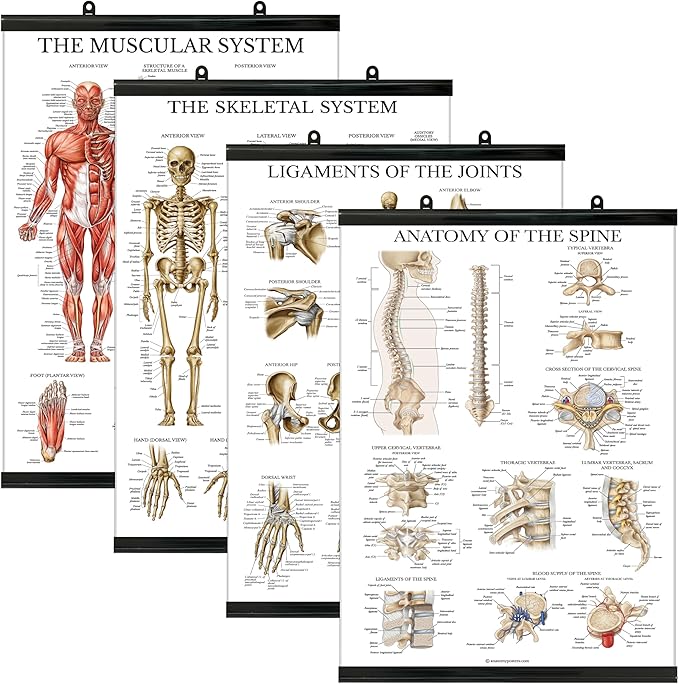 Palace Learning 4 Pack - Anatomical Poster Set - Laminated - Muscular, Skeletal, Ligaments of the Joints, Anatomy of the Spine - Anatomy Chart Set (LAMINATED WITH PLASTIC FRAME, 18” x 24”)
