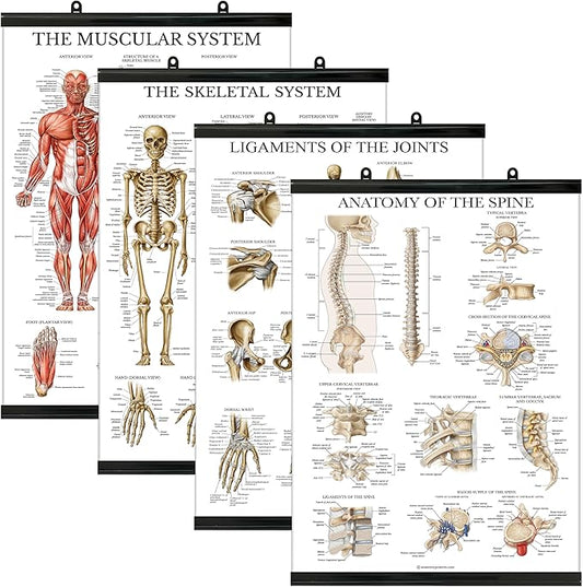 Palace Learning 4 Pack - Anatomical Poster Set - Laminated - Muscular, Skeletal, Ligaments of the Joints, Anatomy of the Spine - Anatomy Chart Set (LAMINATED WITH PLASTIC FRAME, 18” x 24”)