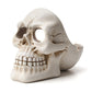 Skull Ashtray Tobacco Ash Box Sculpture Statue Cigarette Ash Container Skull