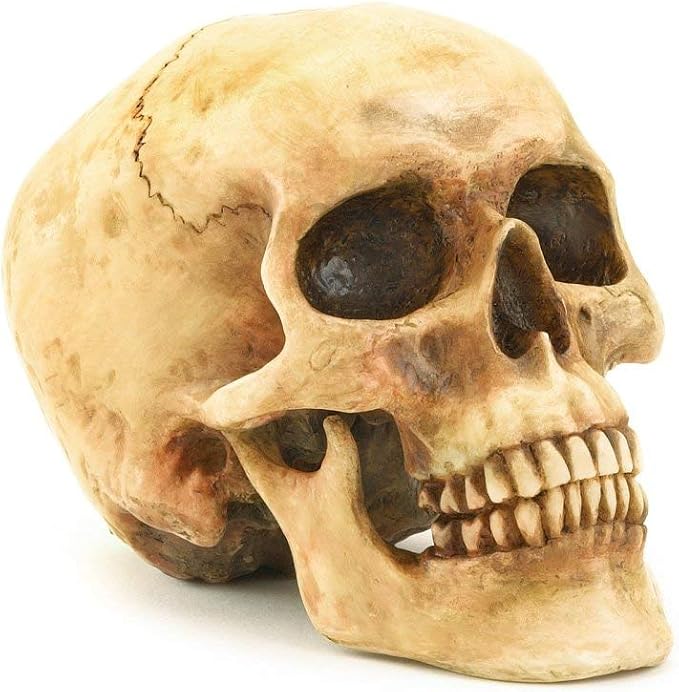 Grinning Highly Realistic Replica Human Skull Statue Home Décor 6.5x4.25x4.6" - skull figurine