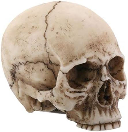 SUMMIT COLLECTION YTC 2.25 Inch Resin Realistically Painted Collectible Skull Head, Small - skull figurine