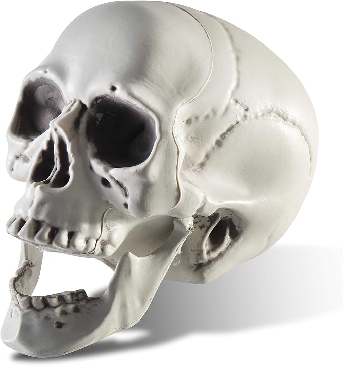 Prextex 6.5" Plastic Skull Head Halloween Decor | Realistic Life-Size Skeleton Skull Halloween & Day of the Dead Decoration | Scary Human Skull Replicas Skeleton Decor | Head Skulls Decor - skull figurine