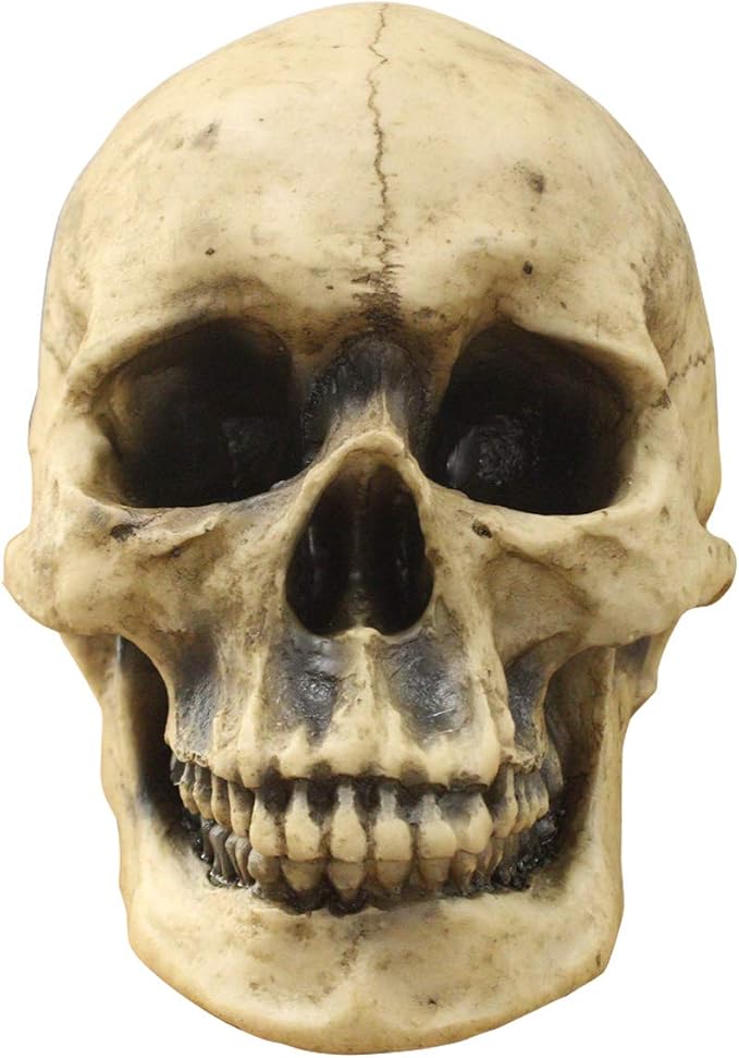 WallCharmers Human Skull 8.5", Resin Faux Taxidermy, Table Top Gothic Decor - skull figurine