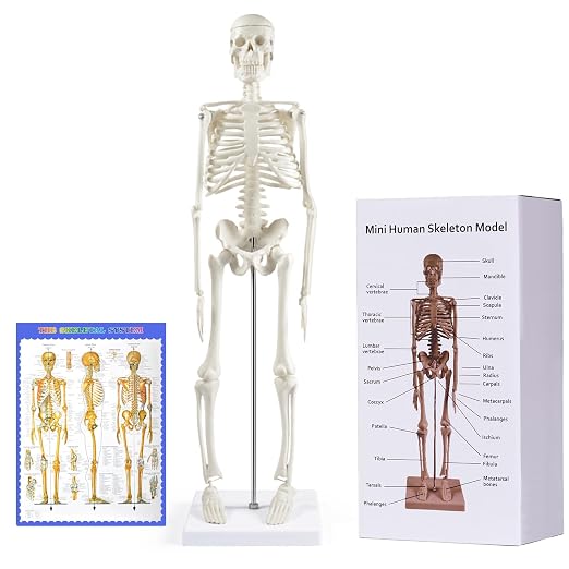 breesky Human Skeleton Model for Anatomy: 17” Human Skeleton Model with Movable Arms and Legs – Scientific Model for Study and Display