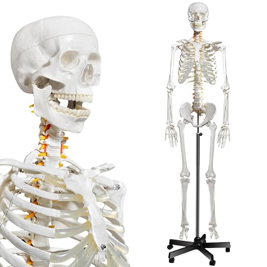 breesky Human Skeleton Model for Anatomy- Life Size Medical Human Skeleton Model with Nervous System 70.8 in with Rolling Stand for Medical Study and Display 3 Posters - skeleton