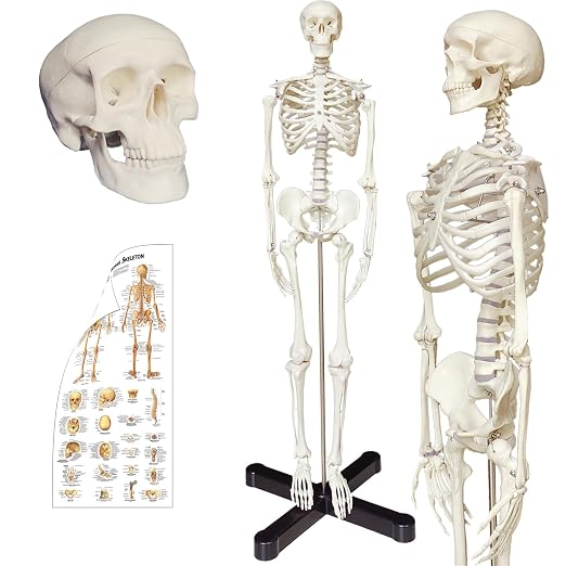 Human Skeleton Model mini 33.5" Compact Desktop Size Anatomical Chart for Student Home Study - skeleton