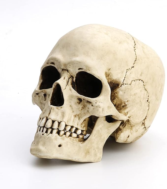 Veronese Design 6 1/4" Tall Human Skull with Motion Jaw Realistic Resin Sculpture - skull figurine
