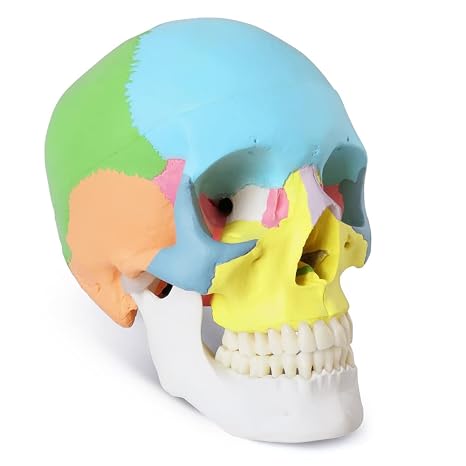 Painted Human Skull Model, Life Size Replica Medical Anatomy Adult Model with Removable Skull Cap and Articulated Mandible, Full Set of Teeth, 3-Part Didactic Skull Anatomical Model