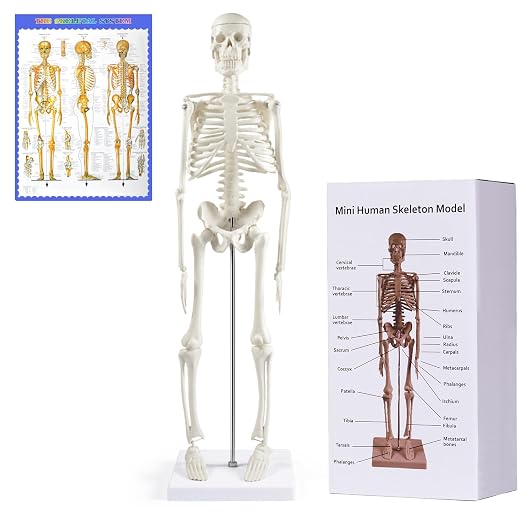 NLShan Human Skeleton Model for Anatomy: Scientific Model with Movable Arms, Legs & Display Stand - 17" Mini Human Skeleton Model for Study and Display - skeleton