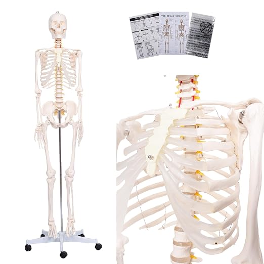 70.8" Human Skeleton Model for Anatomy, Nervous System & Charts, Stand - skeleton