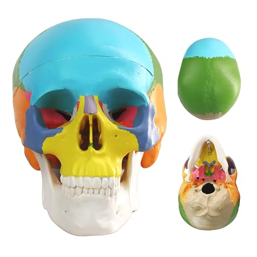 Mini Painted Human Skull Model, Half Size Replica Medical Anatomy Human Sull Model with Removable Skull Cap and Articulated Mandible, Full Set of Teeth, 3-Part Didactic Skull Anatomical Model - skull painting