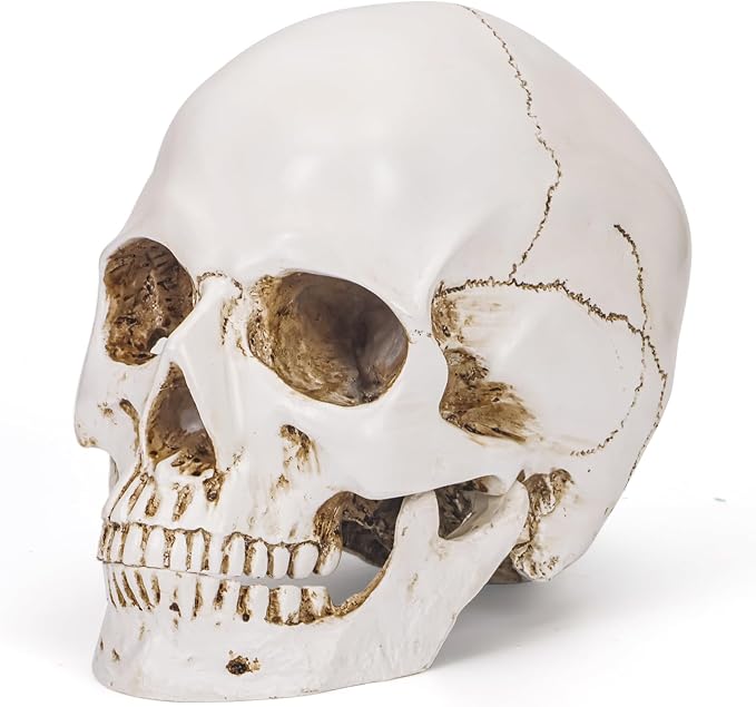 Bone White Resin Skull Sculpture - High Fidelity Model for Halloween Decor, Home Decoration, Artistic Display & Trophy - skull figurine