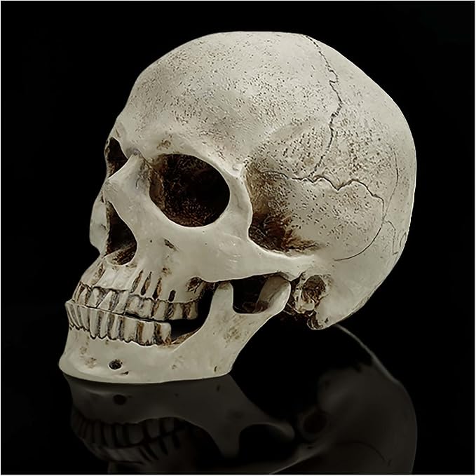 Realistic Human Skull Statue, Halloween Skeleton Head Decor, 7.09 Inch - skull figurine