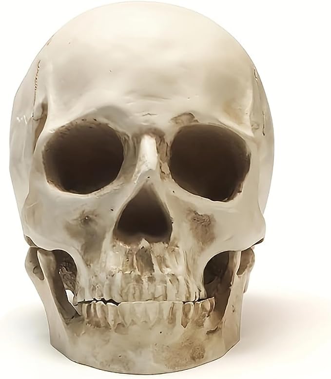 SOACH Resin Skull, 1:1 Human Skull, Human Head Model for Home Decoration, Halloween Statue, Bone Model, Model Anatomical Medical Skeleton, Jaw is Movable (White) - skull figurine