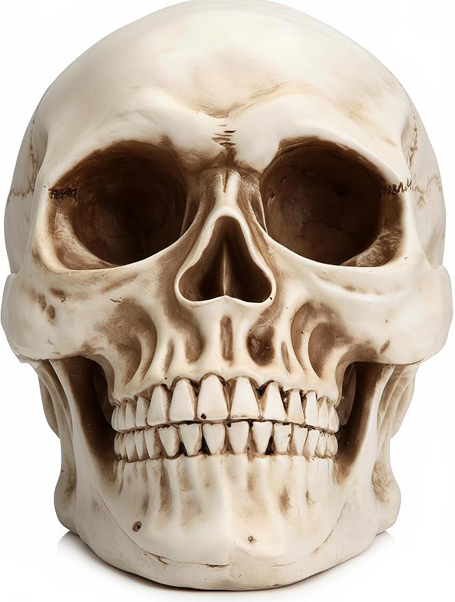 7.9 In Life Size Resin Skull Statue – Realistic Skeleton Head for Halloween