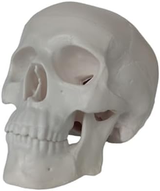 Mini Anatomy Skull Model for Studying, Small 3 Part Anatomical Skull Figurine with Removable Cap and Moving Jaw, Skeleton Human Head Bone Model for Drawing Cranium, Sketching, Halloween Decoration - skull figurine