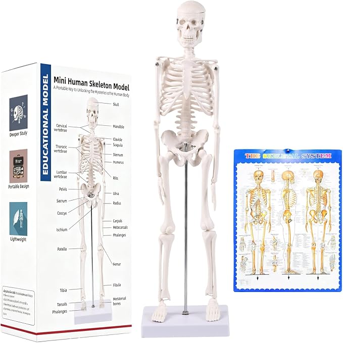 17.72 Inch Mini Skeleton Anatomy Model,Realistic Human Skeleton Model with Movable Arms and Legs, Scientific Anatomical Bone Model,Educational Teaching Display & Halloween Decoration