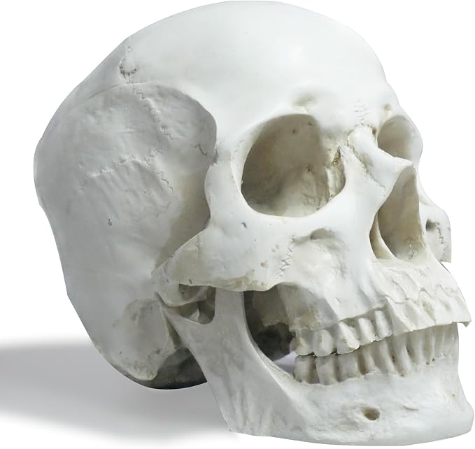 Resin Human Skull Anatomy Model, Life Size Skull Decor Realistic Anatomical Skull Model for Studying Halloween Skull Statue Decoration Teaching Aid for Classroom, Home, Office and Party Display - skull figurine