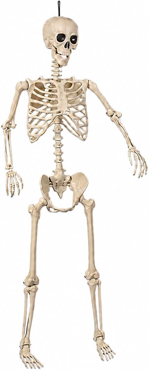5.4 Ft Posable Skeleton Halloween Decoration, 165 cm Life-Size Full Body Skeleton Prop for Haunted House, Porch, Yard and Party Display, Non-Animated, 1 Count - skeleton