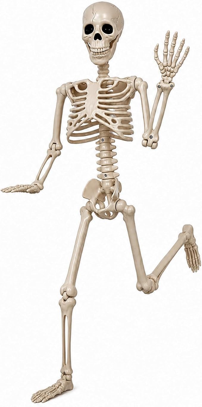 5.4ft Halloween Life Size Skeleton Posable Full Body Realistic Human Bones - skeleton